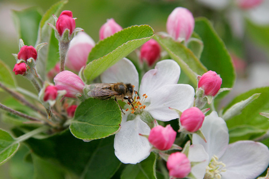 bee on blossom