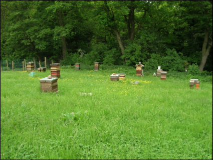 home hives summer